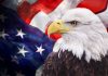 Wildlife Chaos: Bald Eagle’s Shocking Highway Drop Bald eagle with an American flag background.