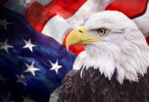 Wildlife Chaos: Bald Eagle’s Shocking Highway Drop Bald eagle with an American flag background.