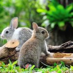 Two rabbits sitting on grass near wooden logs