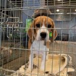 beagle puppy in a metal crate