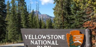Caught on Camera—Terrifying Moment at Yellowstone National Park Yellowstone National Park entrance sign beside a forested road