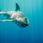 Great white shark swimming in blue ocean