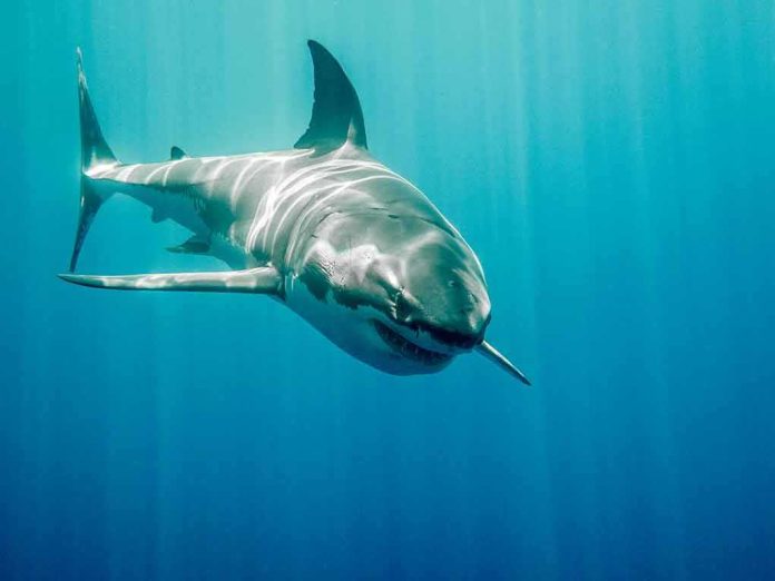 shutterstock_388091698-1 Great white shark swimming in blue ocean
