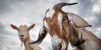 Rush-Hour Goats Stun Portland Bus Two goats standing in a field under a cloudy sky