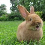 Young tan rabbit sitting on grass with mouth open