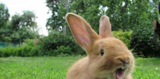Young tan rabbit sitting on grass with mouth open