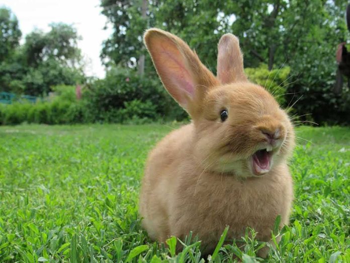 Young tan rabbit sitting on grass with mouth open