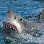 Great white shark surfacing with open mouth