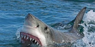 Rare Shark Hunt Ordered After Fatal Attack Great white shark surfacing with open mouth